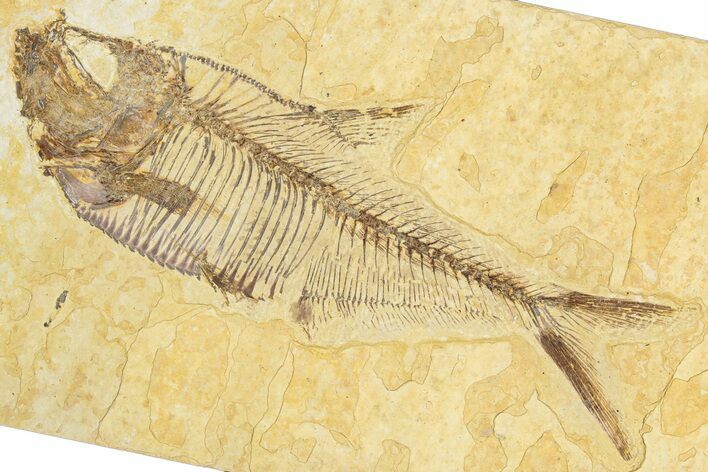 Detailed Fossil Fish (Diplomystus) - Wyoming #348043